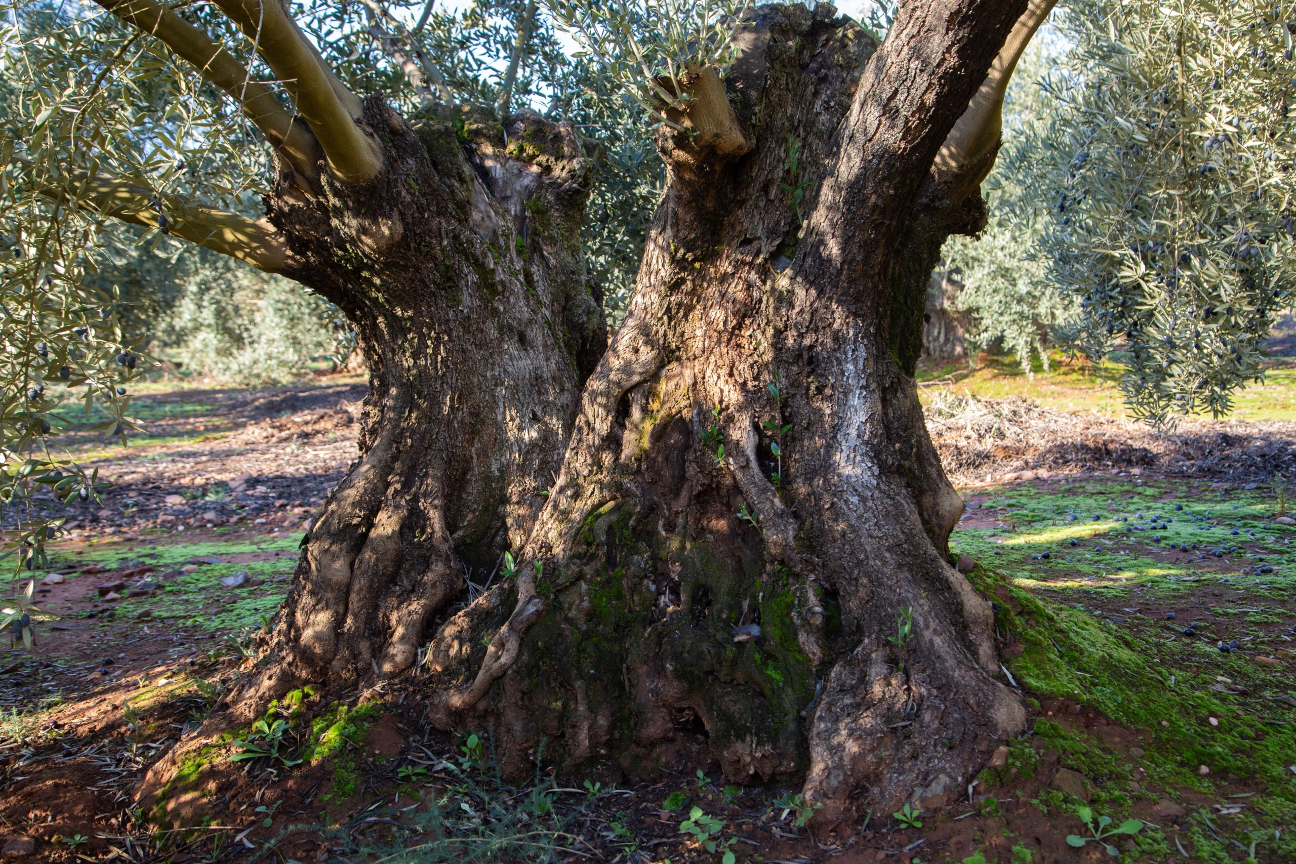 Olivo de Huma en la Sierra de Segura, Jaén